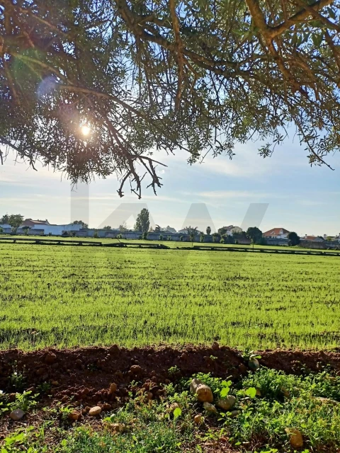 Terreno para Venda em Golegã