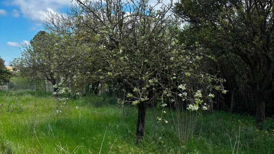 Terreno para Venda em Salvaterra de Magos e Foros de Salvaterra