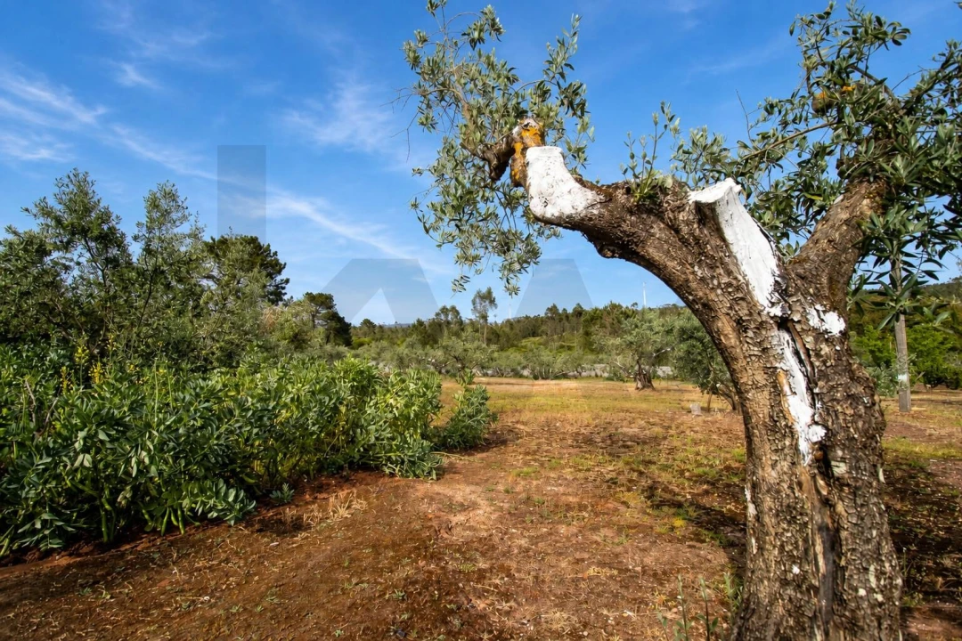 Quinta T2 para Venda em Mira de Aire Foto 32
