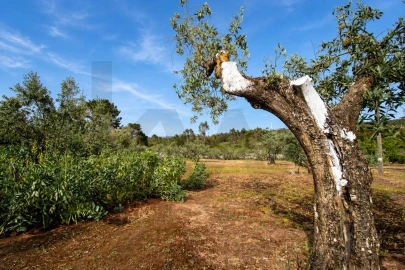 Quinta T2 para Venda em Mira de Aire