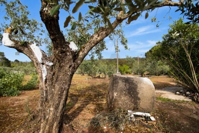 Quinta T2 para Venda em Mira de Aire