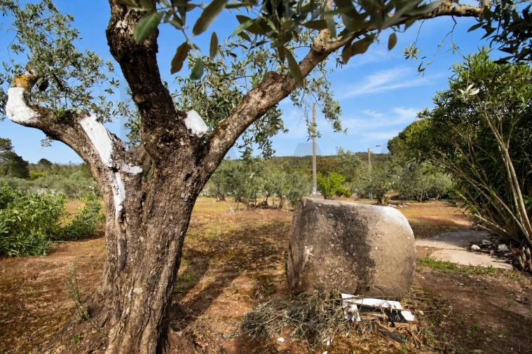 Quinta T2 para Venda em Mira de Aire Foto 37