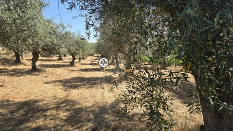 Terreno para Venda em Aldeia do Bispo, Águas e Aldeia de João Pires