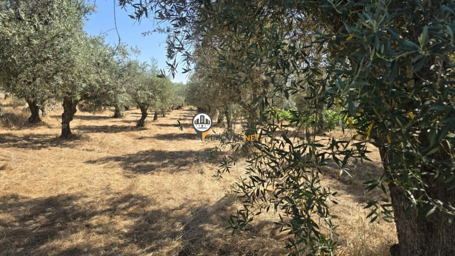 Terreno para Venda em Aldeia do Bispo, Águas e Aldeia de João Pires Foto 41