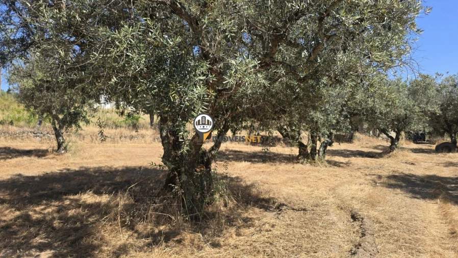 Terreno para Venda em Aldeia do Bispo, Águas e Aldeia de João Pires Foto 40