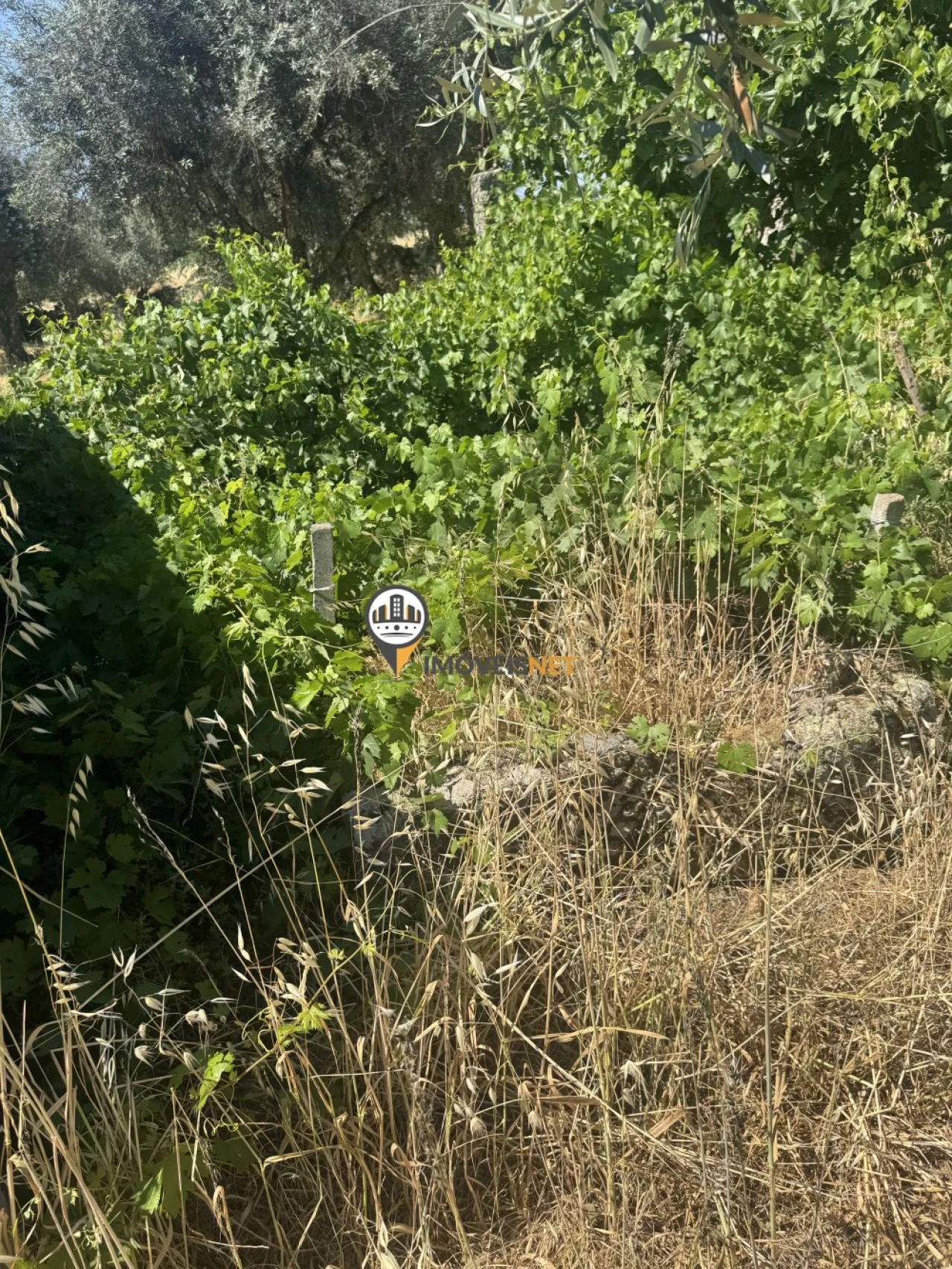Terreno para Venda em Aldeia do Bispo, Águas e Aldeia de João Pires Foto 9