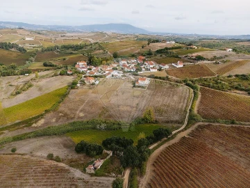 Terreno para Venda em Ribafria e Pereiro de Palhacana