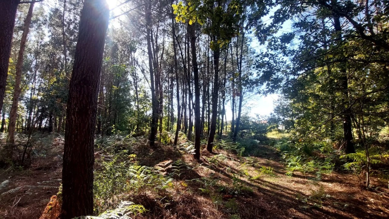 Terreno para Venda em Santa Lucrécia de Algeriz e Navarra Foto 4