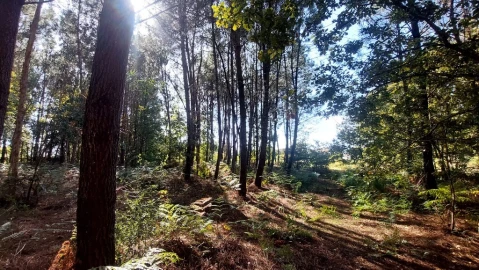 Terreno para Venda em Santa Lucrécia de Algeriz e Navarra