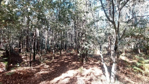 Terreno para Venda em Santa Lucrécia de Algeriz e Navarra