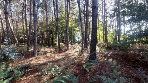 Terreno para Venda em Santa Lucrécia de Algeriz e Navarra