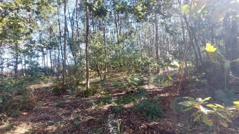 Terreno para Venda em Santa Lucrécia de Algeriz e Navarra