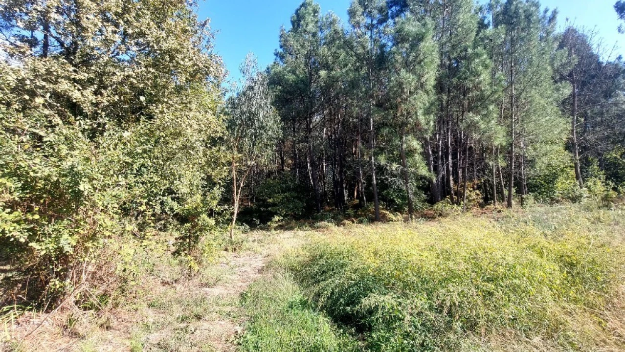 Terreno para Venda em Santa Lucrécia de Algeriz e Navarra Foto 11