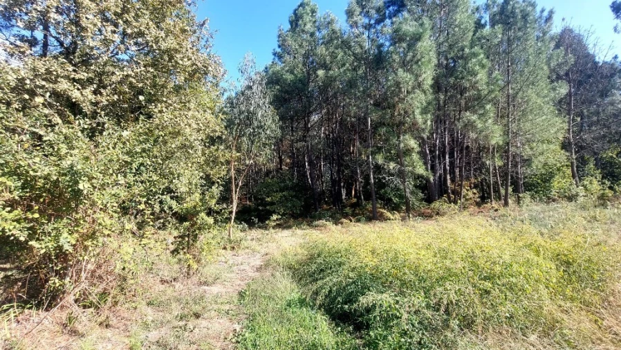 Terreno para Venda em Santa Lucrécia de Algeriz e Navarra Foto 11