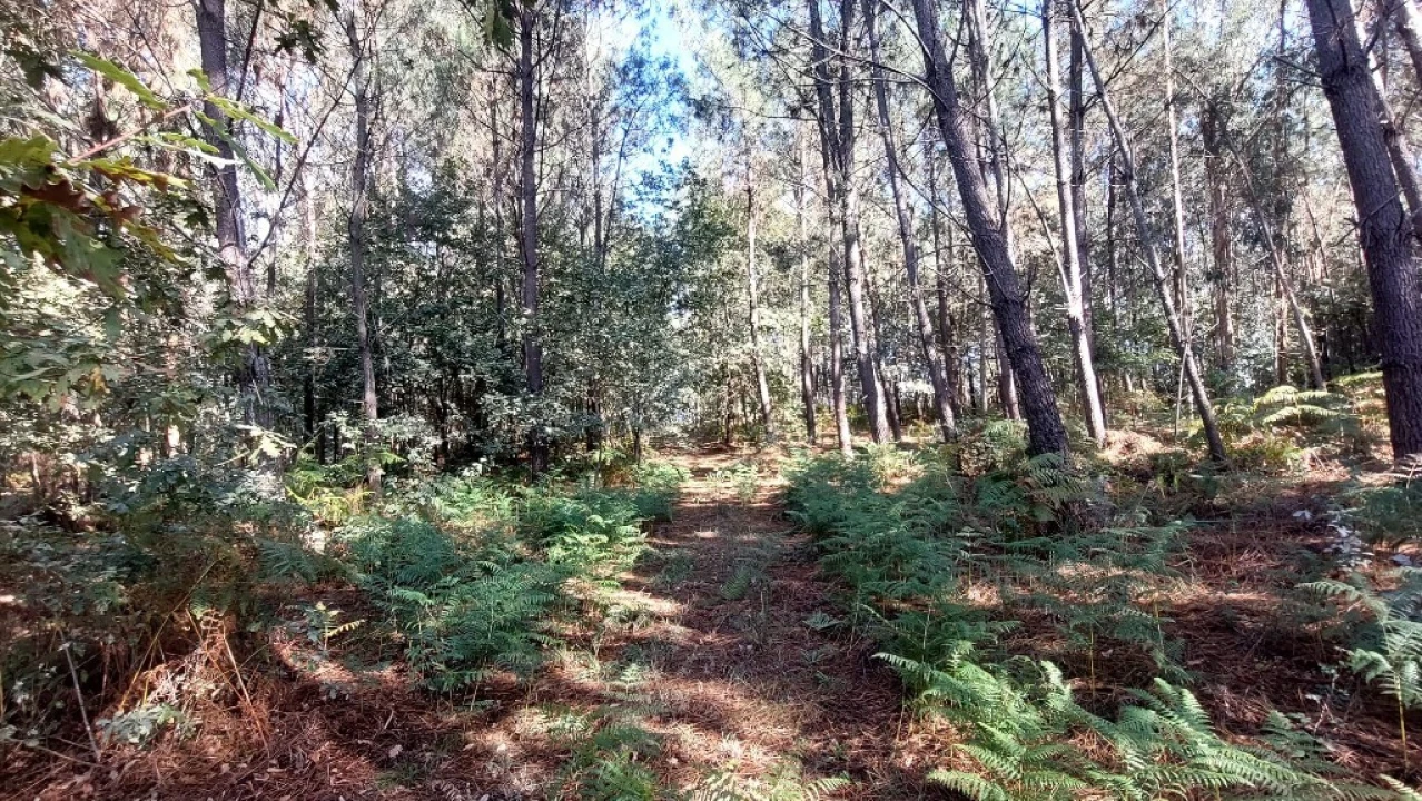 Terreno para Venda em Santa Lucrécia de Algeriz e Navarra Foto 10