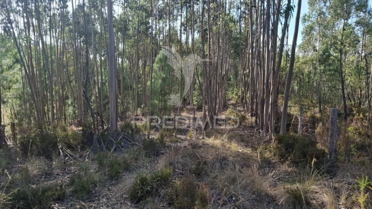 Terreno para Venda em Arneiro das Milhariças Foto 2