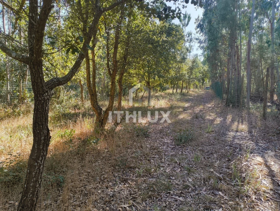 Terreno Agricola ou Rústico para Venda em Caldas da Rainha - Santo Onofre e Serra do Bouro Foto 12