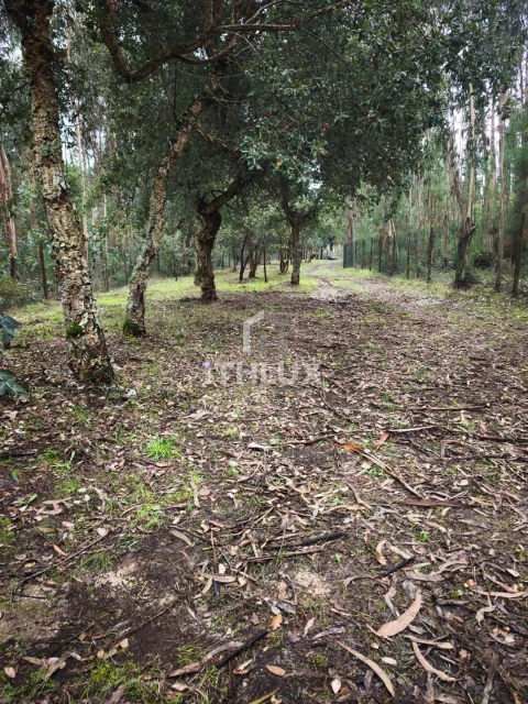 Terreno Agricola ou Rústico para Venda em Caldas da Rainha - Santo Onofre e Serra do Bouro