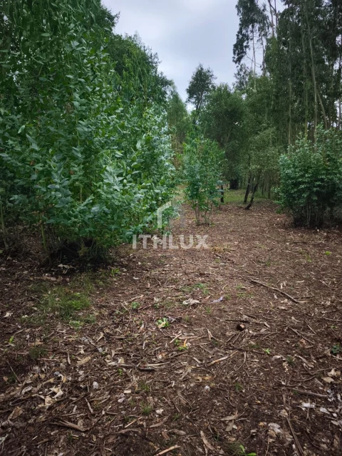 Terreno Agricola ou Rústico para Venda em Caldas da Rainha - Santo Onofre e Serra do Bouro