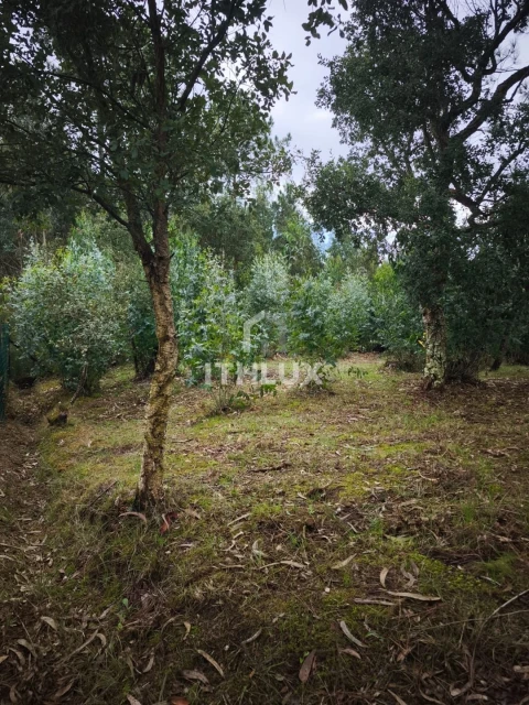Terreno Agricola ou Rústico para Venda em Caldas da Rainha - Santo Onofre e Serra do Bouro