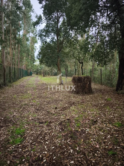 Terreno Agricola ou Rústico para Venda em Caldas da Rainha - Santo Onofre e Serra do Bouro