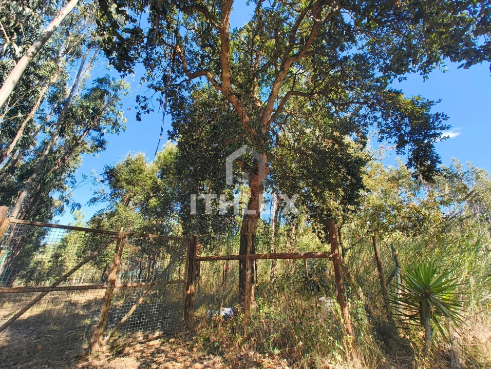 Terreno Agricola ou Rústico para Venda em Caldas da Rainha - Santo Onofre e Serra do Bouro Foto 19