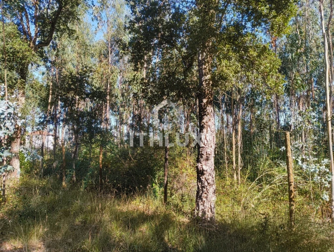 Terreno Agricola ou Rústico para Venda em Caldas da Rainha - Santo Onofre e Serra do Bouro Foto 11