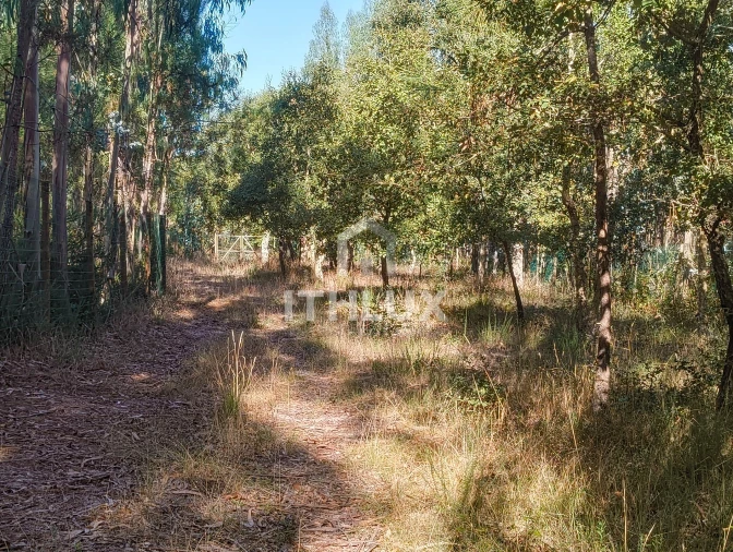 Terreno Agricola ou Rústico para Venda em Caldas da Rainha - Santo Onofre e Serra do Bouro Foto 8