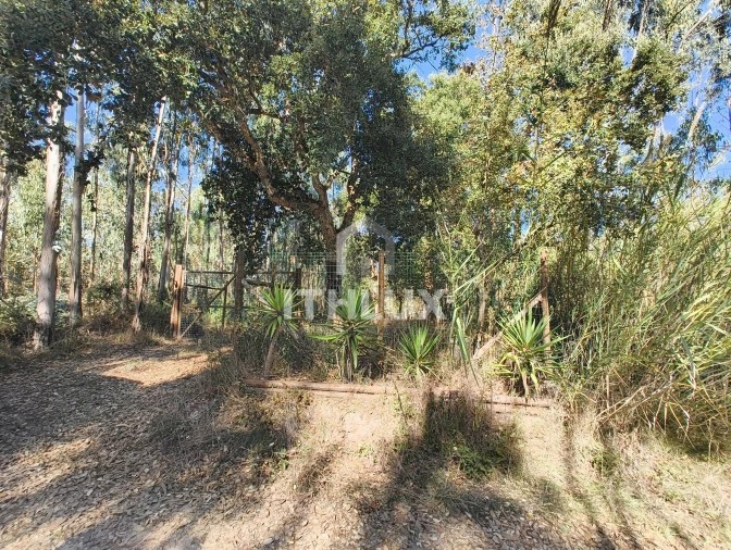 Terreno Agricola ou Rústico para Venda em Caldas da Rainha - Santo Onofre e Serra do Bouro Foto 17
