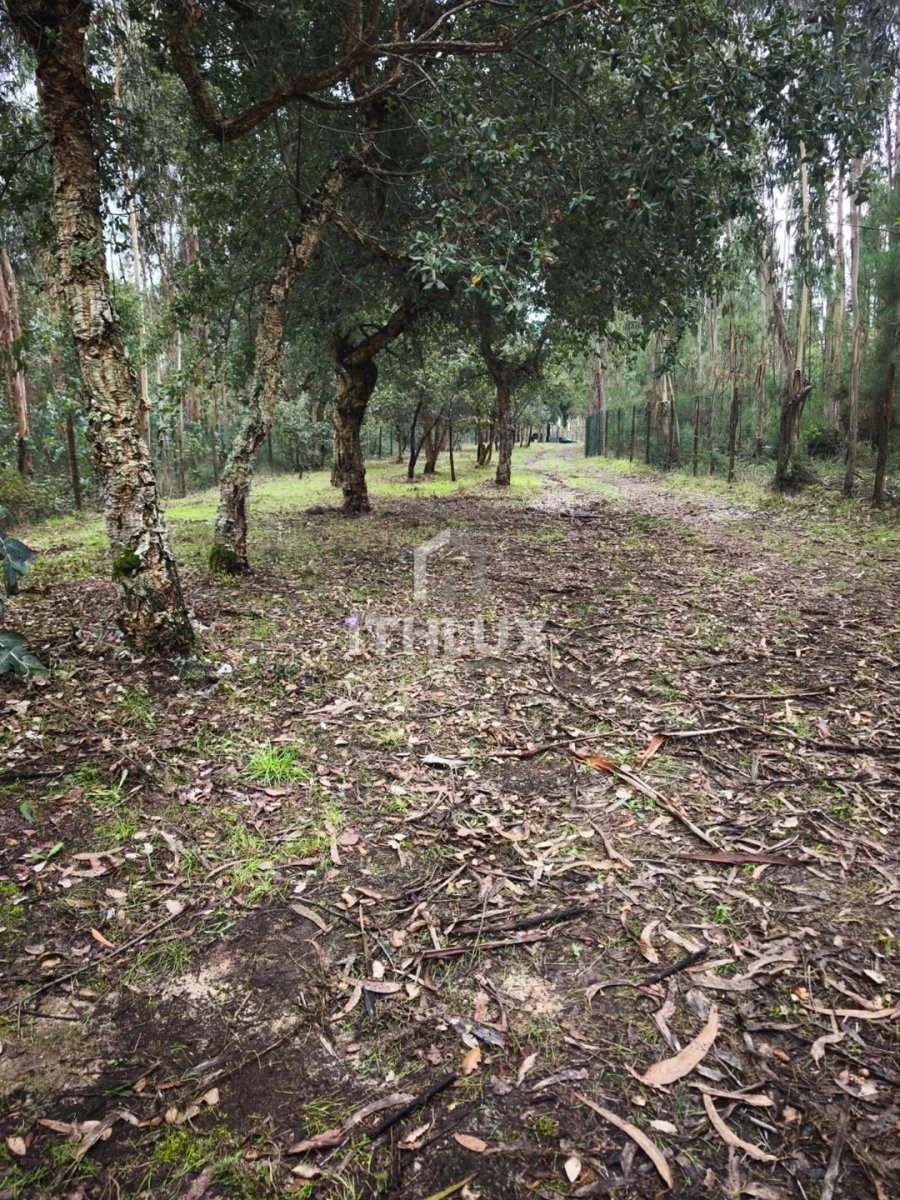 Terreno Agricola ou Rústico para Venda em Caldas da Rainha - Santo Onofre e Serra do Bouro Foto 14