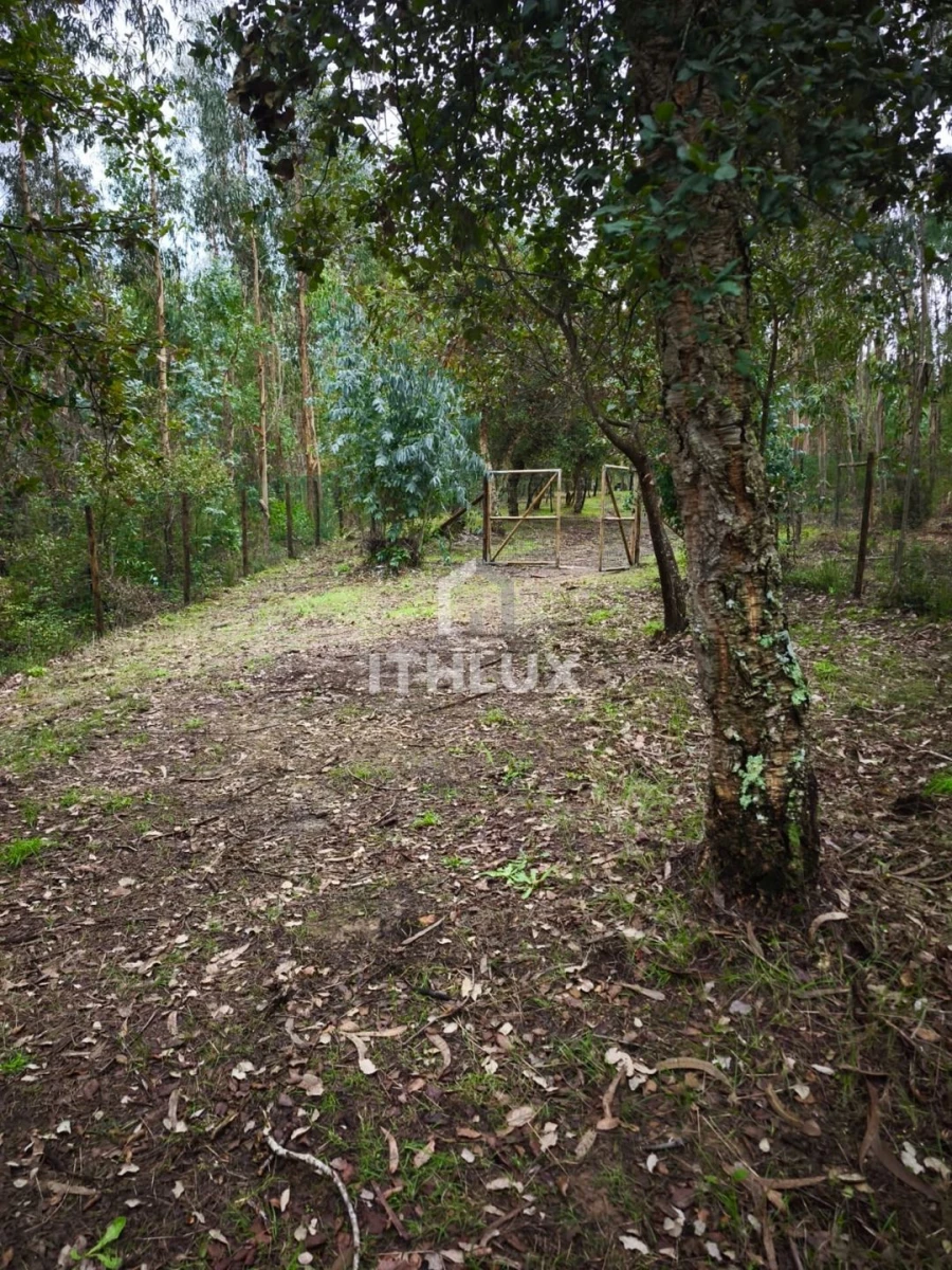 Terreno Agricola ou Rústico para Venda em Caldas da Rainha - Santo Onofre e Serra do Bouro Foto 16