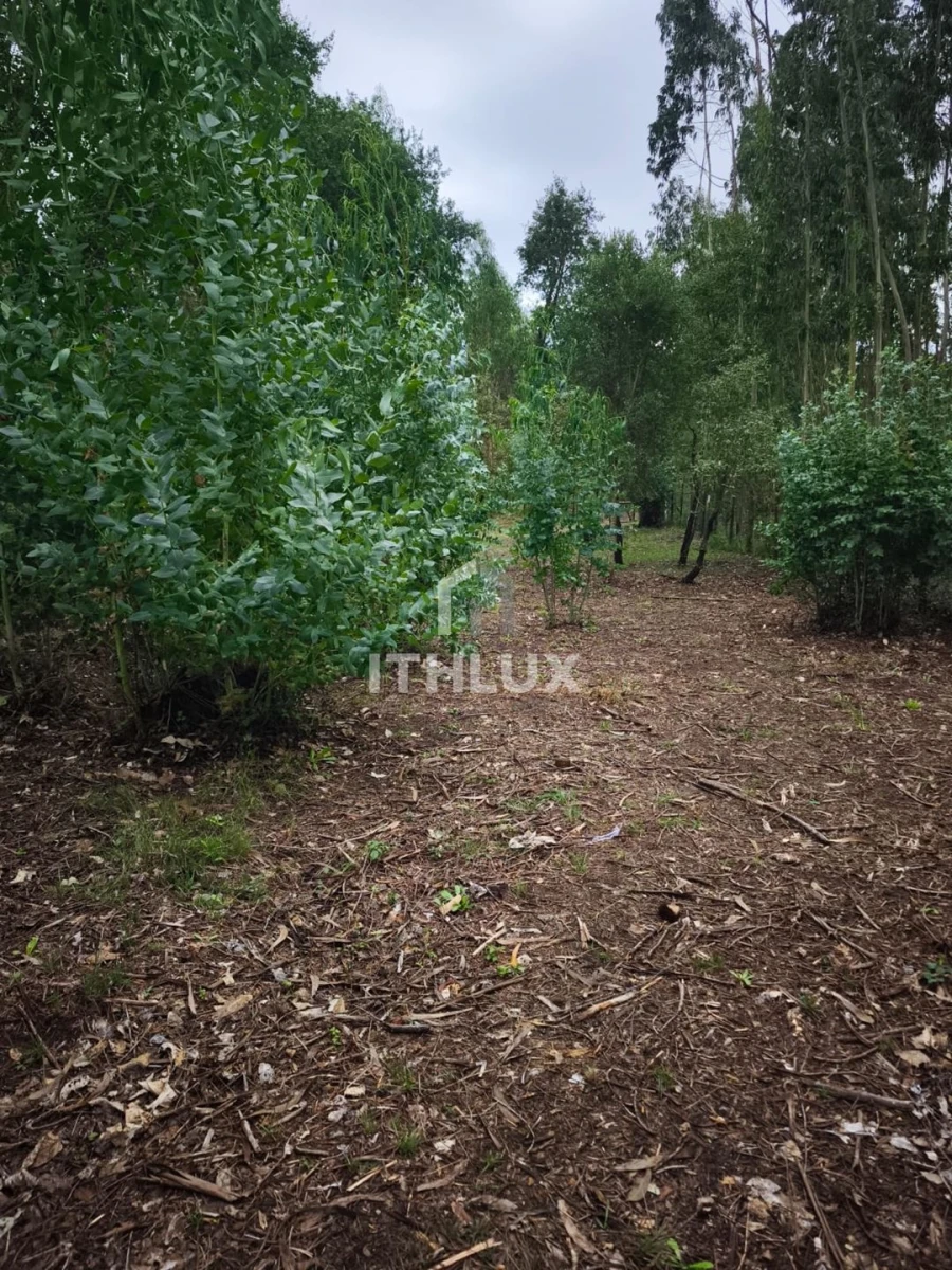Terreno Agricola ou Rústico para Venda em Caldas da Rainha - Santo Onofre e Serra do Bouro Foto 15