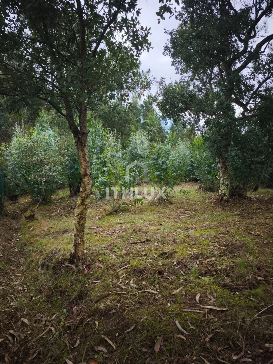 Terreno Agricola ou Rústico para Venda em Caldas da Rainha - Santo Onofre e Serra do Bouro Foto 18