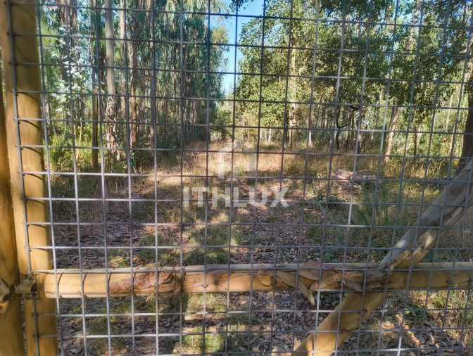 Terreno Agricola ou Rústico para Venda em Caldas da Rainha - Santo Onofre e Serra do Bouro Foto 6