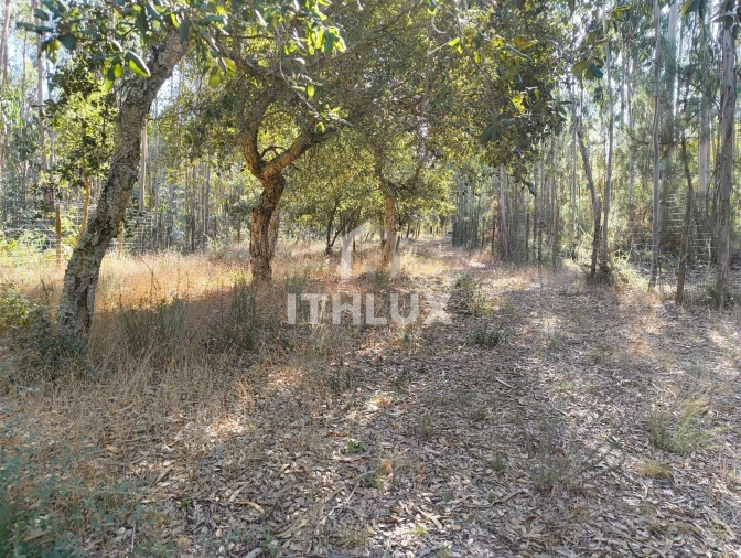 Terreno Agricola ou Rústico para Venda em Caldas da Rainha - Santo Onofre e Serra do Bouro Foto 10