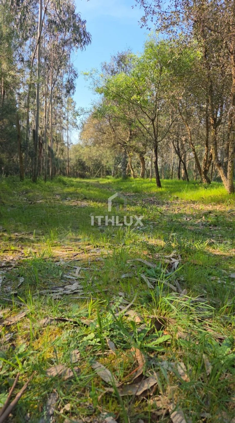 Terreno Agricola ou Rústico para Venda em Caldas da Rainha - Santo Onofre e Serra do Bouro Foto 2