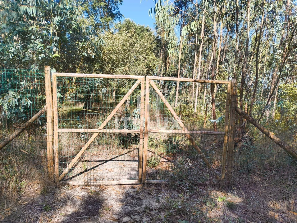 Terreno Agricola ou Rústico para Venda em Caldas da Rainha - Santo Onofre e Serra do Bouro Foto 9