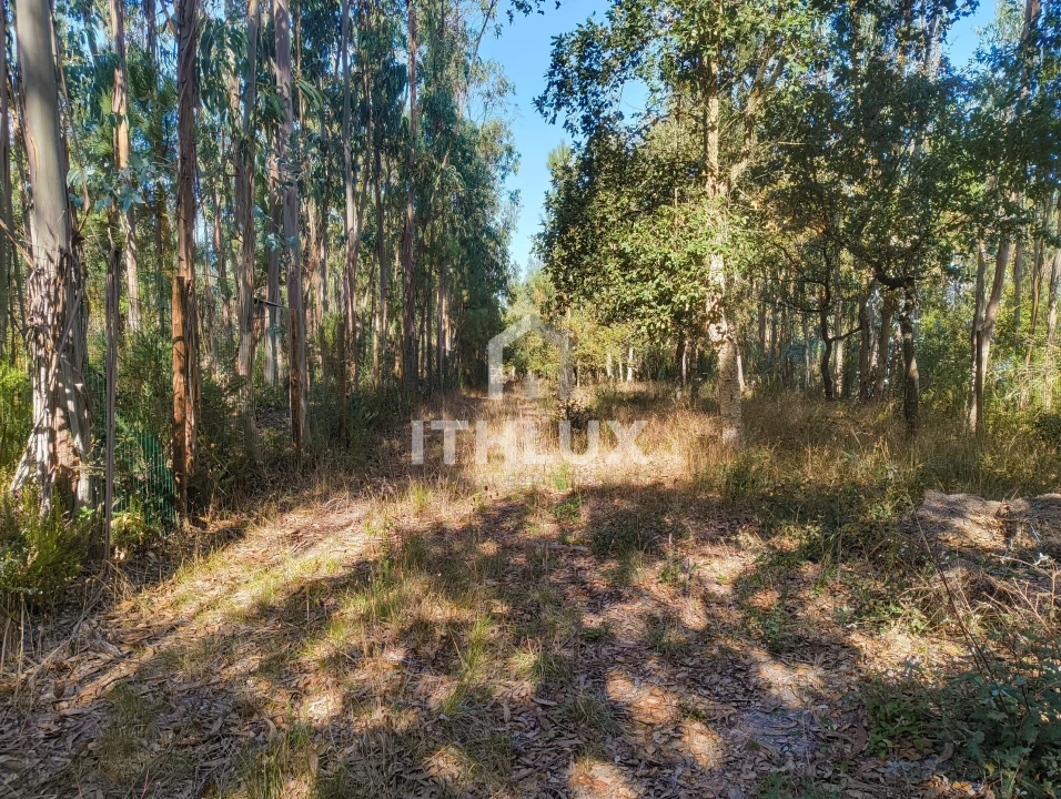Terreno Agricola ou Rústico para Venda em Caldas da Rainha - Santo Onofre e Serra do Bouro Foto 7