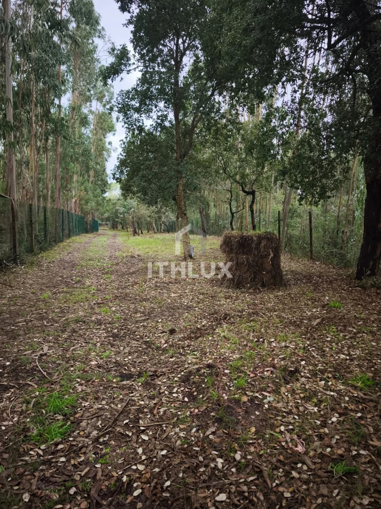Terreno Agricola ou Rústico para Venda em Caldas da Rainha - Santo Onofre e Serra do Bouro Foto 5