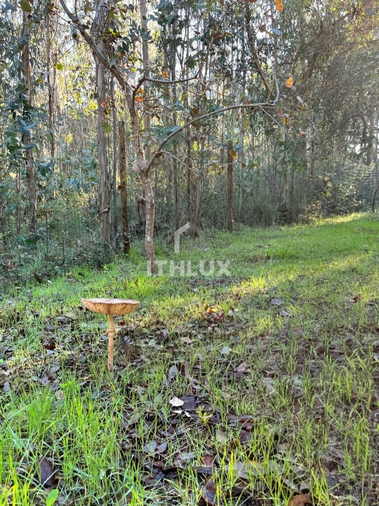 Terreno Agricola ou Rústico para Venda em Caldas da Rainha - Santo Onofre e Serra do Bouro Foto 4