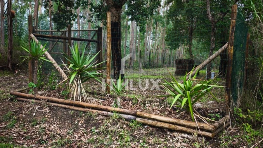 Terreno Agricola ou Rústico para Venda em Caldas da Rainha - Santo Onofre e Serra do Bouro