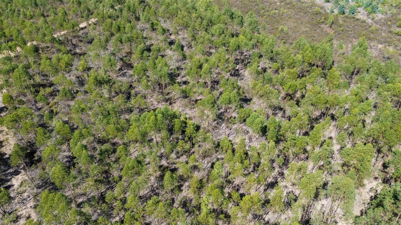 Terreno Agricola ou Rústico para Venda em Cebolais de Cima e Retaxo Foto 28