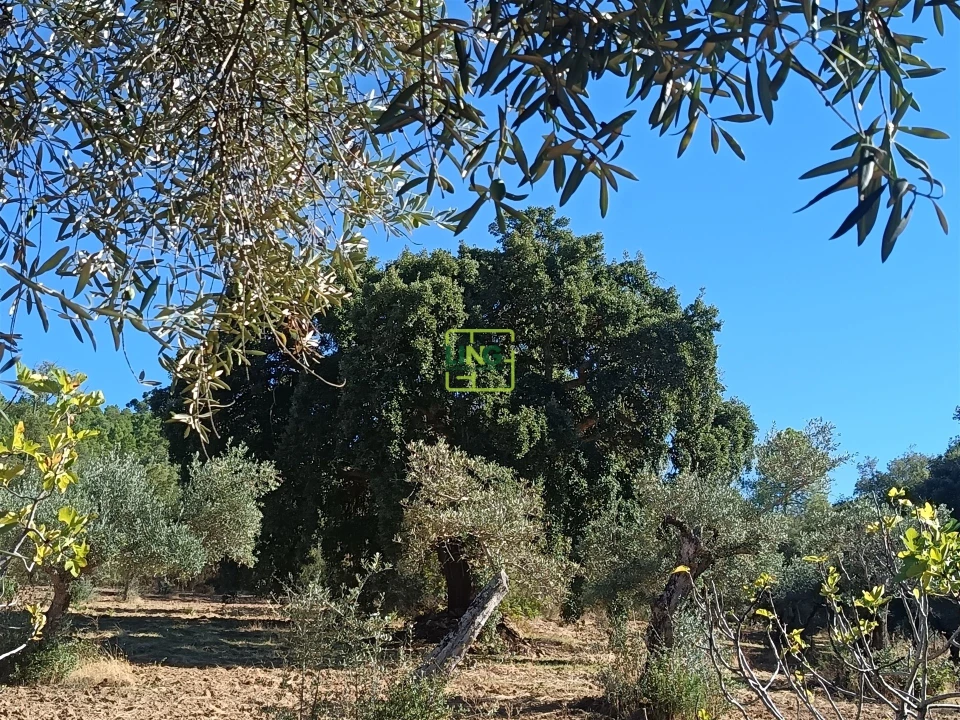 Terreno Agricola ou Rústico para Venda em Aranhas Foto 1
