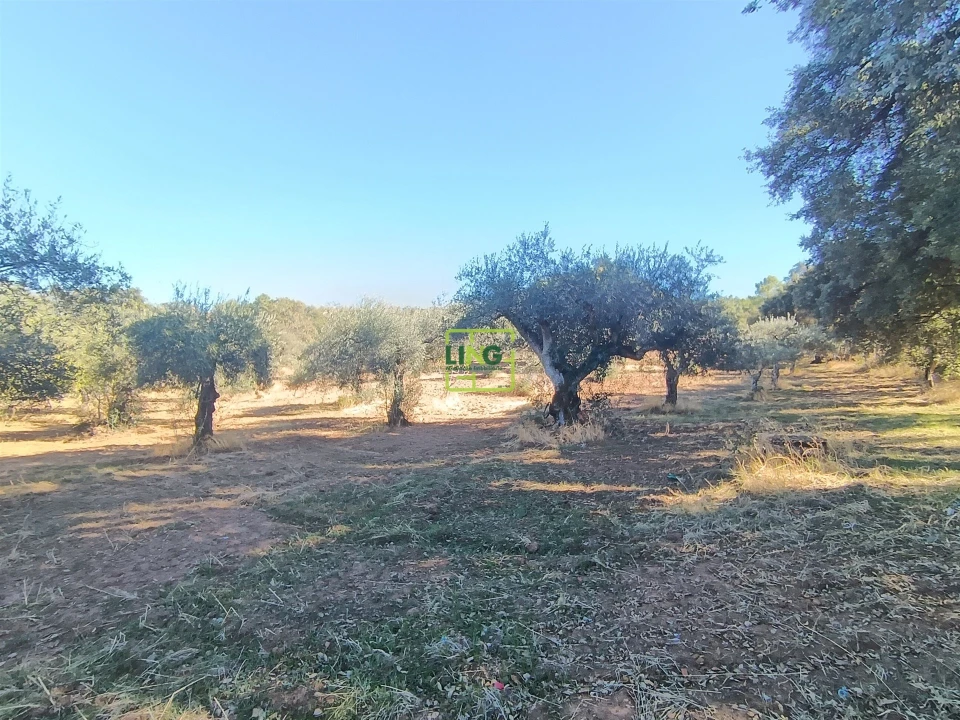 Terreno Agricola ou Rústico para Venda em Aranhas Foto 15