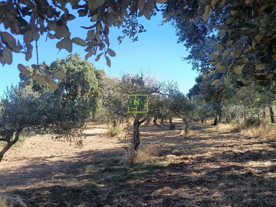 Terreno Agricola ou Rústico para Venda em Aranhas Foto 17