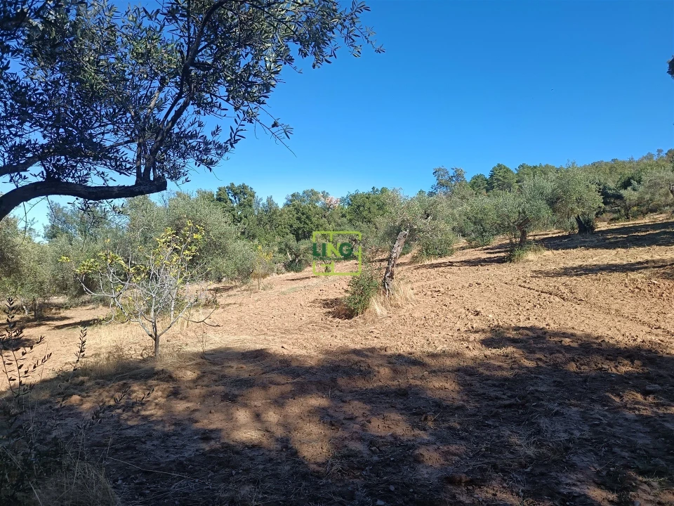 Terreno Agricola ou Rústico para Venda em Aranhas Foto 6