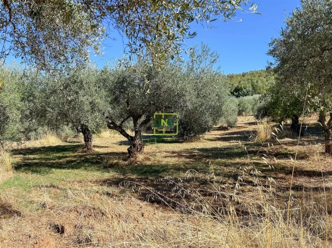 Terreno Agricola ou Rústico para Venda em Aranhas Foto 51