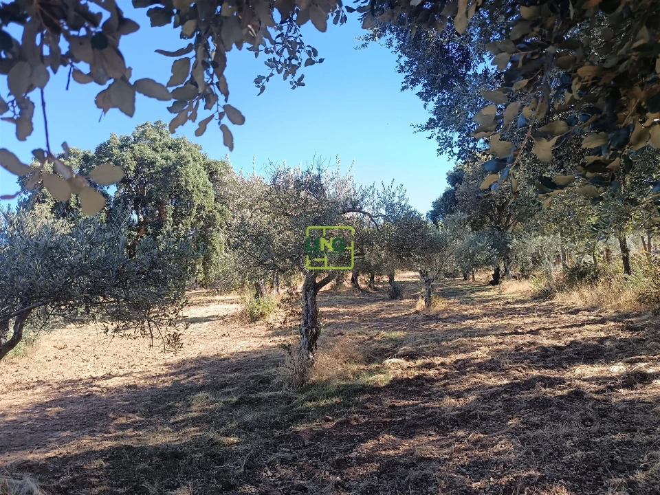 Terreno Agricola ou Rústico para Venda em Aranhas Foto 7