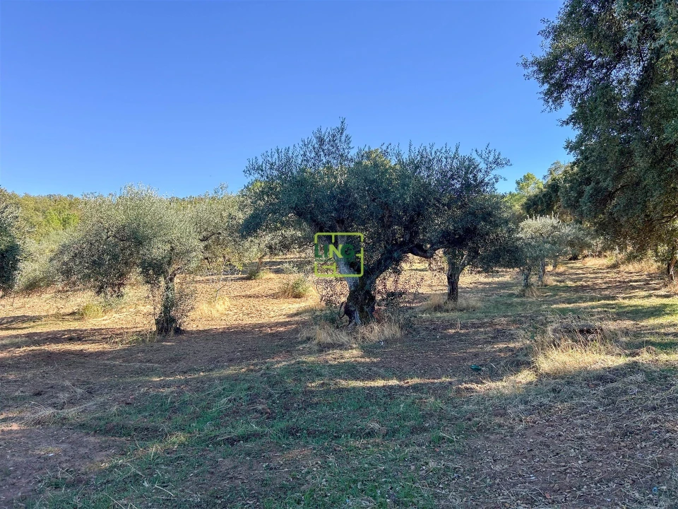 Terreno Agricola ou Rústico para Venda em Aranhas Foto 57