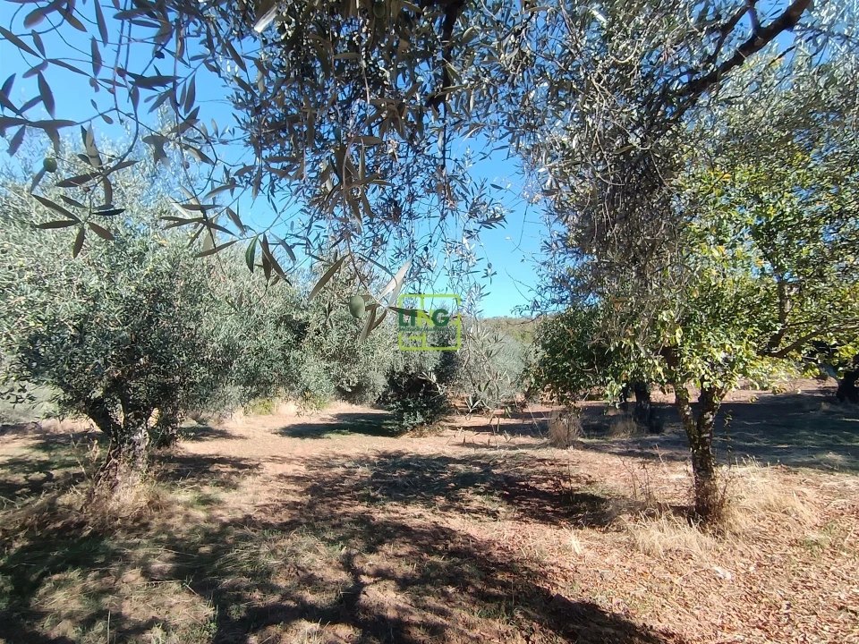 Terreno Agricola ou Rústico para Venda em Aranhas Foto 21